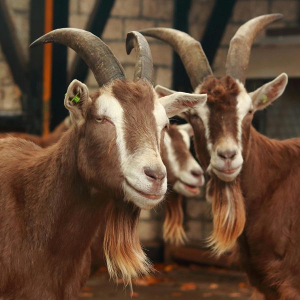 A group of brown goats with horns is pictured outdoors on a farm in Alkmaar, Netherlands.